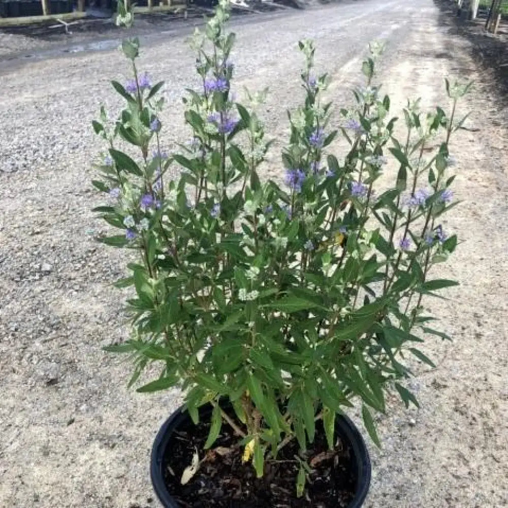 Dark Knight Bluebeard 3 GALLON Shrub