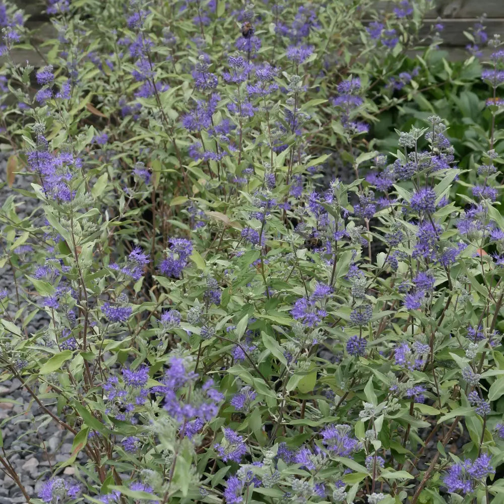 Dark Knight Bluebeard 3 GALLON Shrub