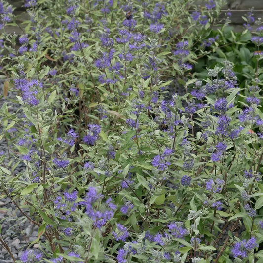 Dark Knight Bluebeard 3 GALLON Shrub