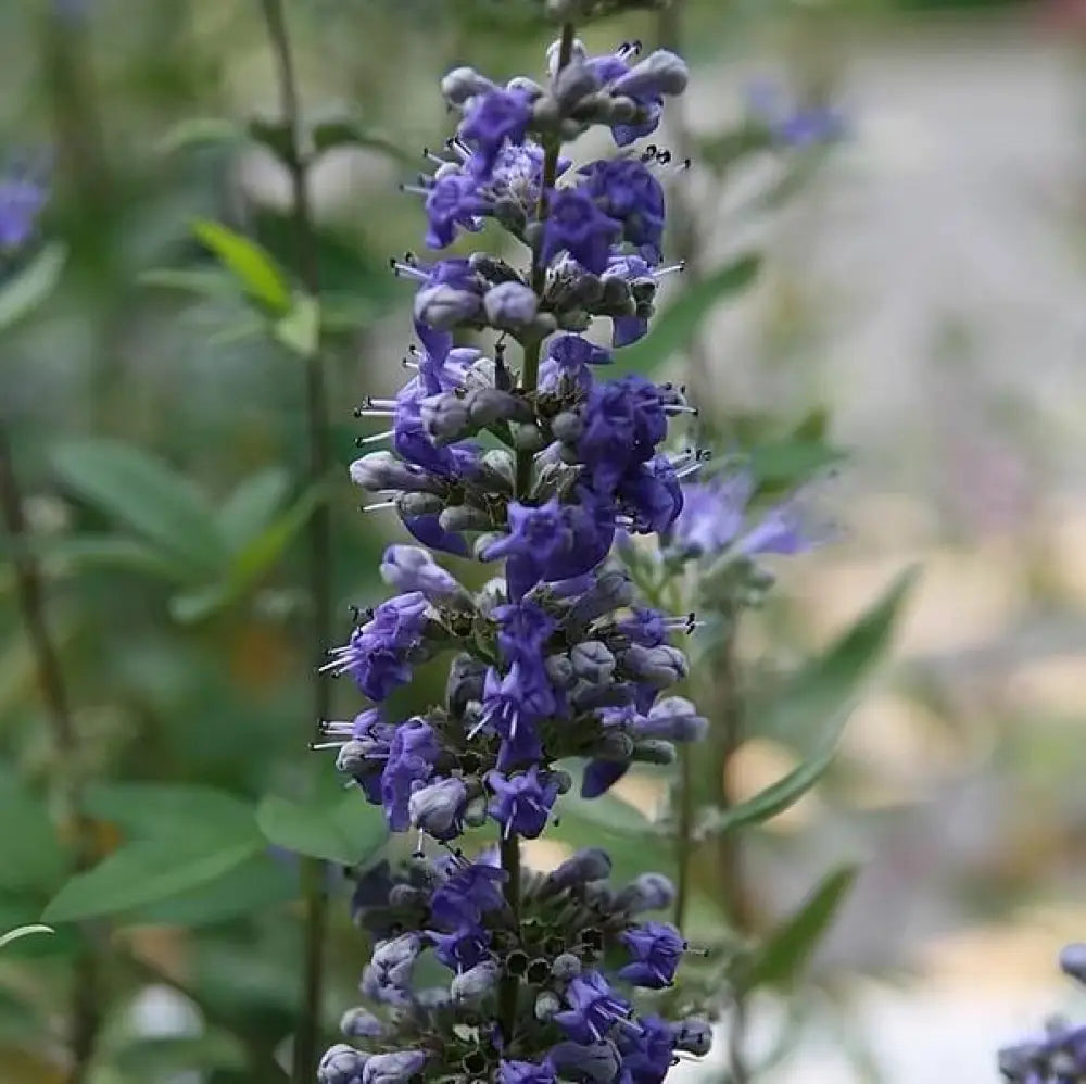 Dark Knight Bluebeard 3 GALLON Shrub