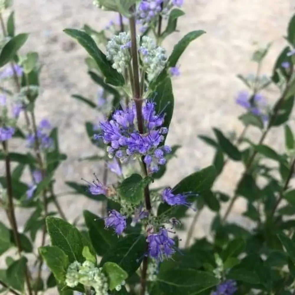 Dark Knight Bluebeard 3 GALLON Shrub