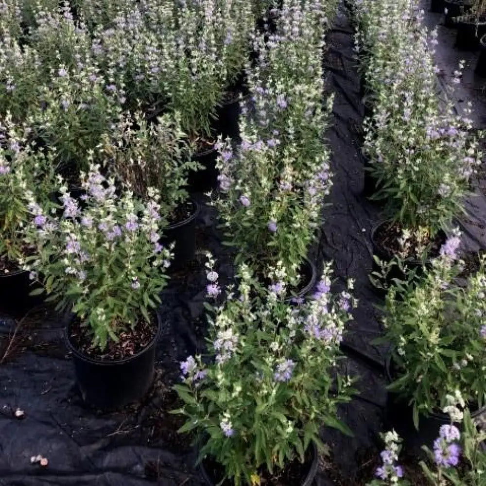 Dark Knight Bluebeard 3 GALLON Shrub