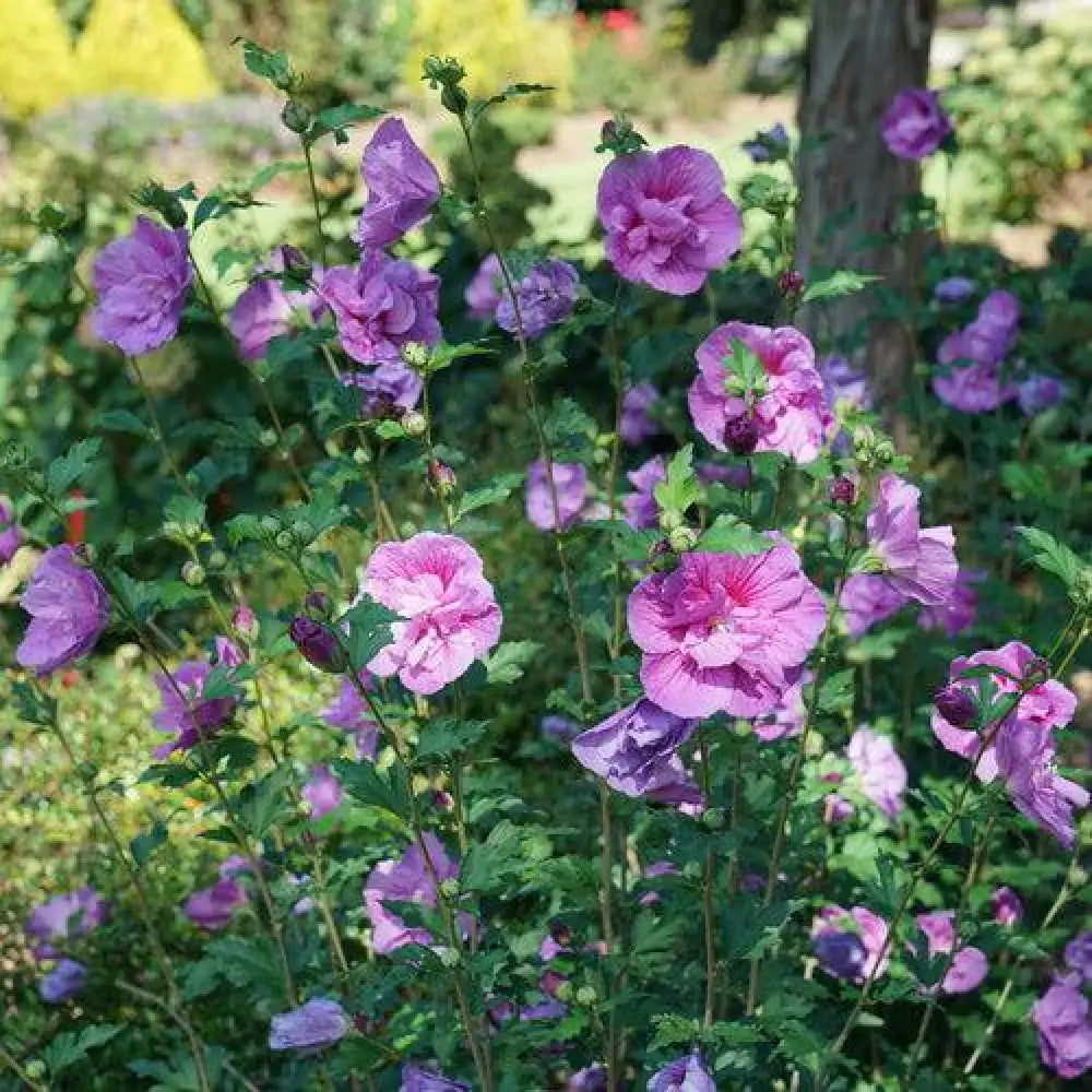 Dark Lavender Chiffon® Rose of Sharon 3 GALLON Perennial