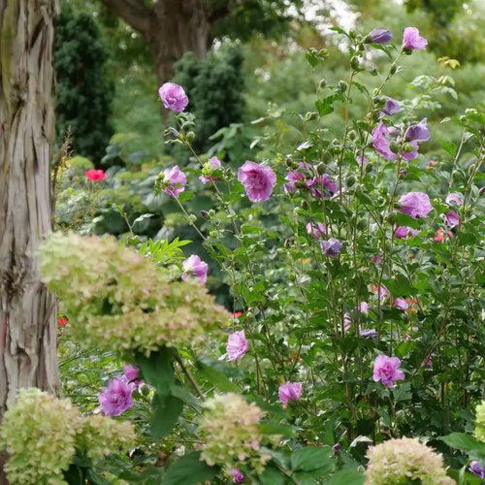 Dark Lavender Chiffon® Rose of Sharon 3 GALLON Perennial