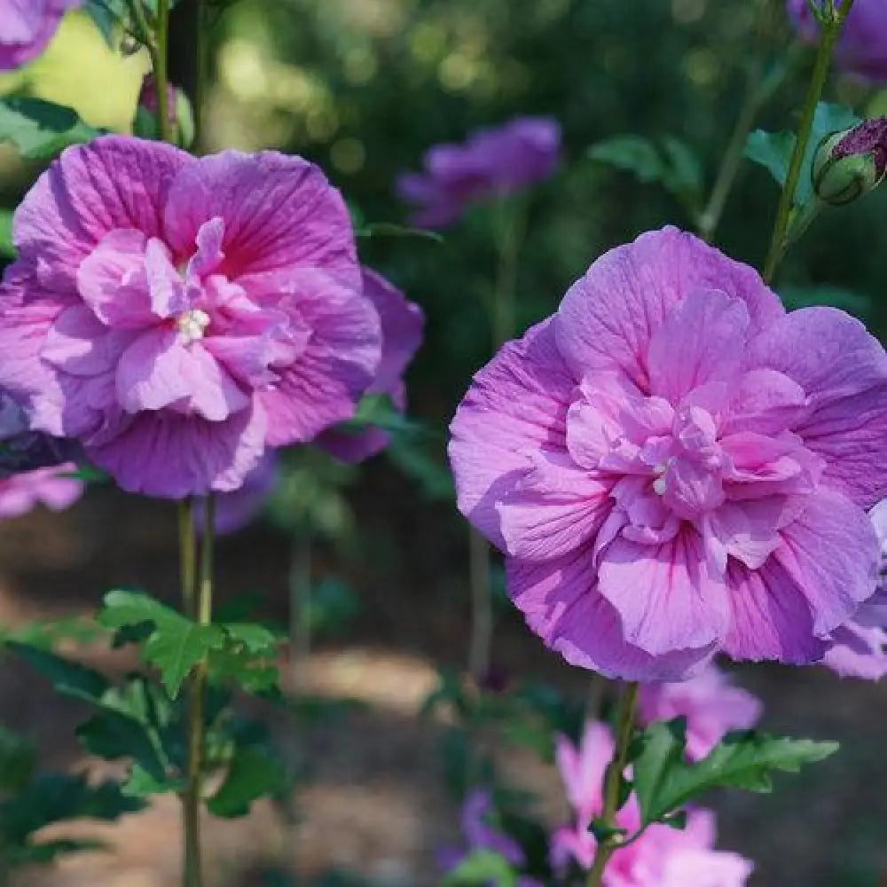 Dark Lavender Chiffon® Rose of Sharon 3 GALLON Perennial