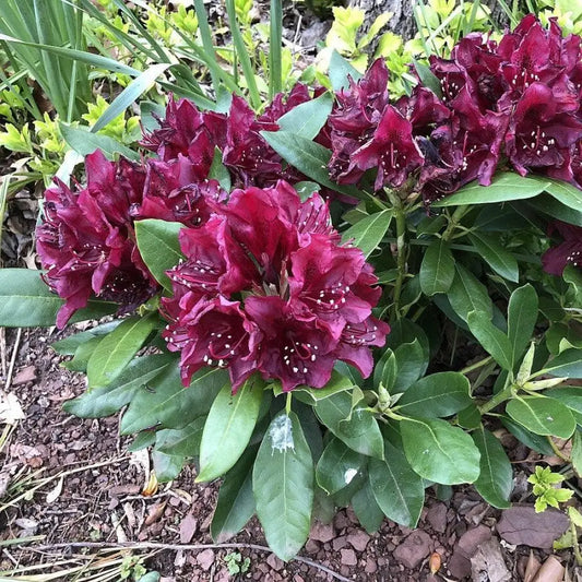 Dark Lord Azalea Shrub