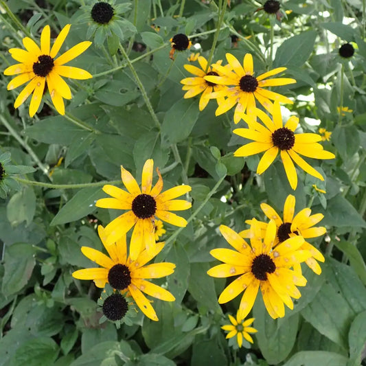 Deam’s Black-Eyed Susan Perennial