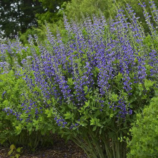 Decadence® Blueberry Sundae False Indigo Perennial