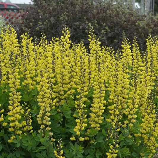 Decadence® Lemon Meringue Baptisia Perennial