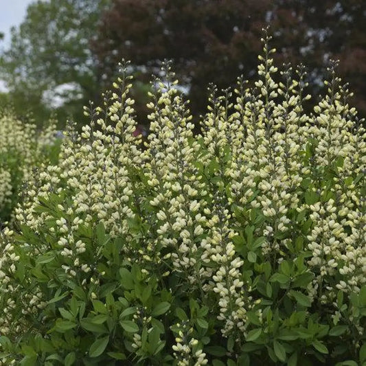 Decadence® Vanilla Cream False Indigo Perennial