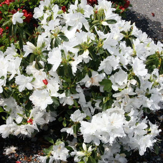 Delaware Valley White Azalea Shrub