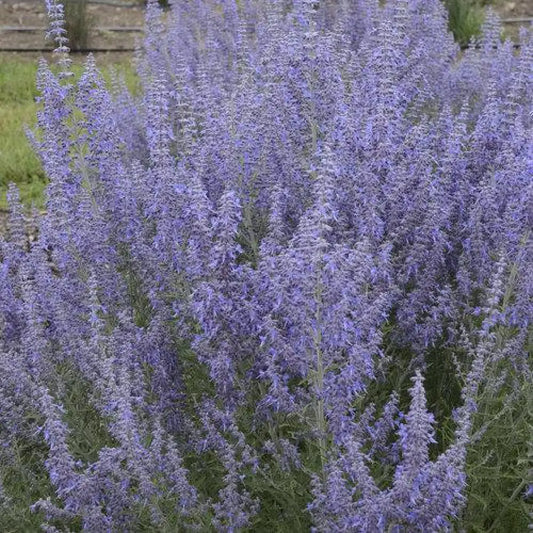 Denim ’N Lace Russian Sage Perennial