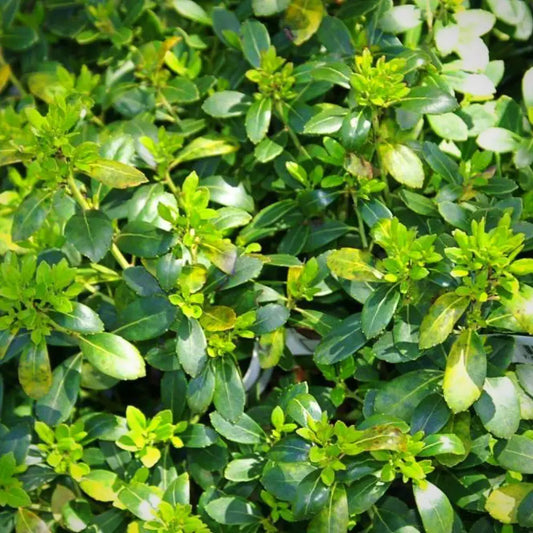 Densa Inkberry Holly Shrub