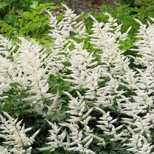 Deutschland Japanese Astilbe Perennial