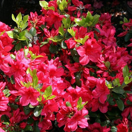 Girard's Crimson Azalea