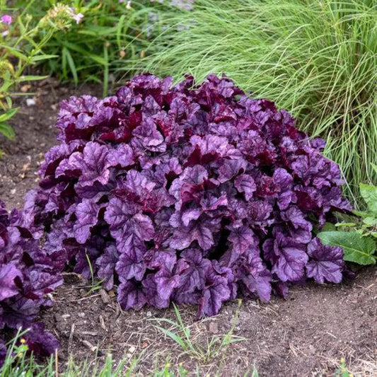 Dolce® Wildberry Heuchera 1 GALLON Perennial