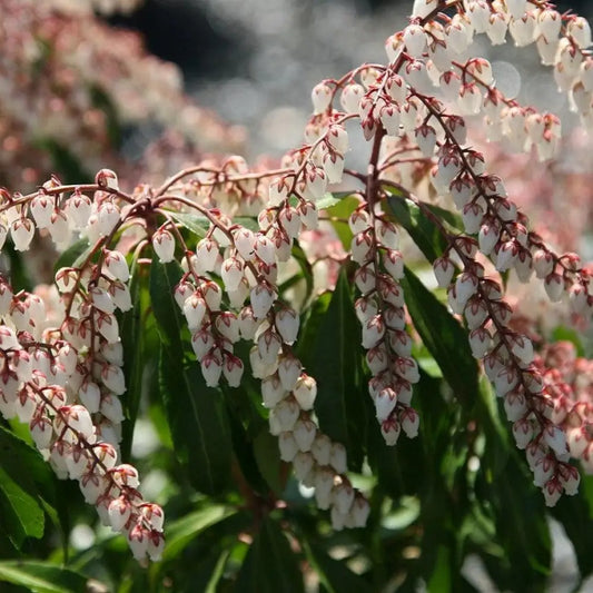 Dorothy Wyckoff Andromeda Shrub