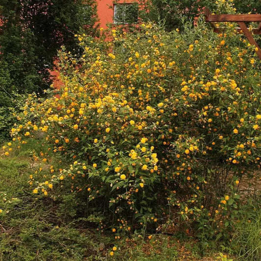 Double Japanese Kerria 3 GALLON Shrub
