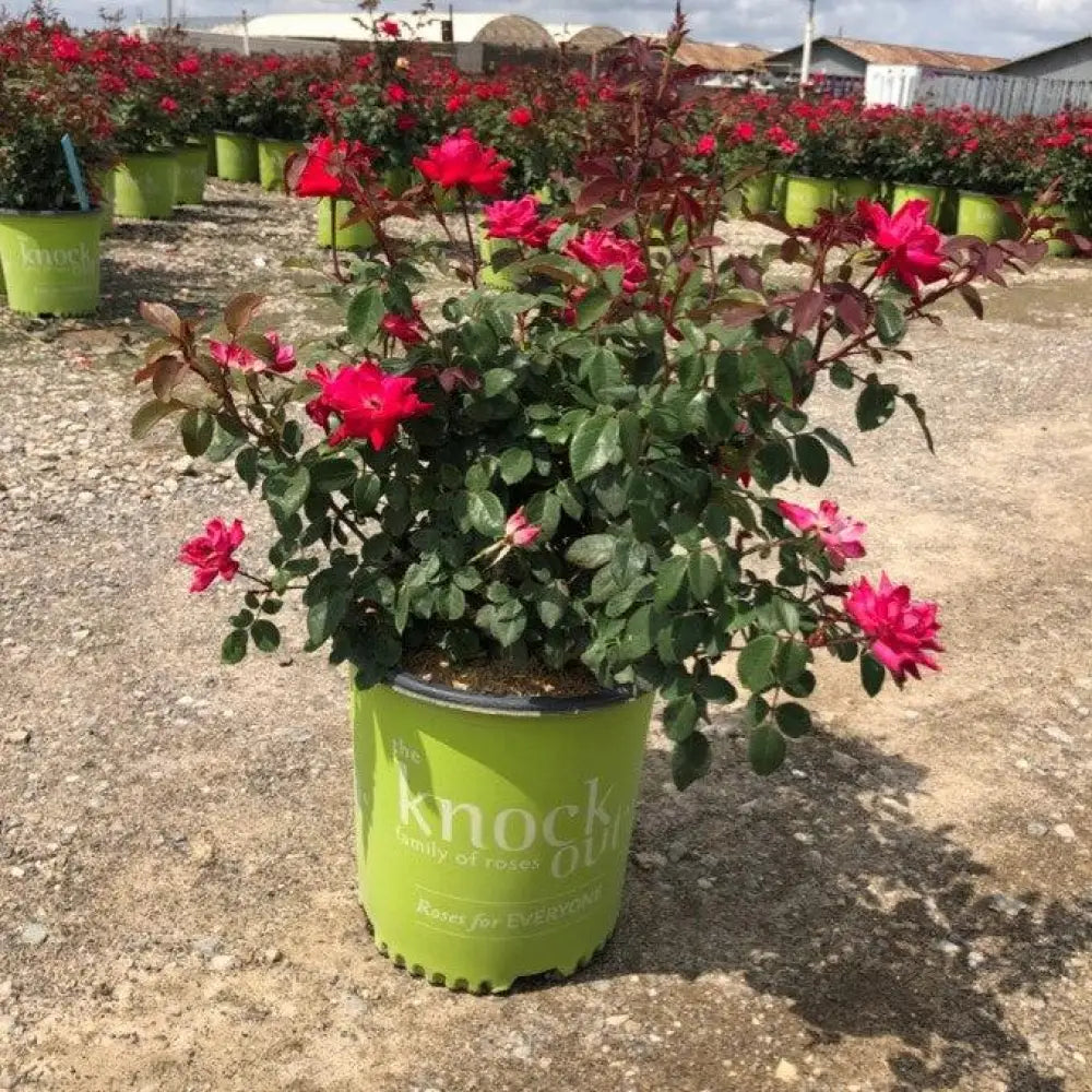 Double Knock Out® Rose Shrub