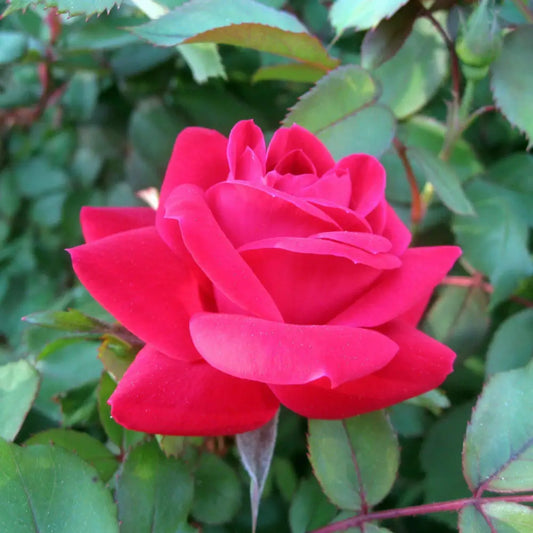 Double Knock Out® Rose Shrub