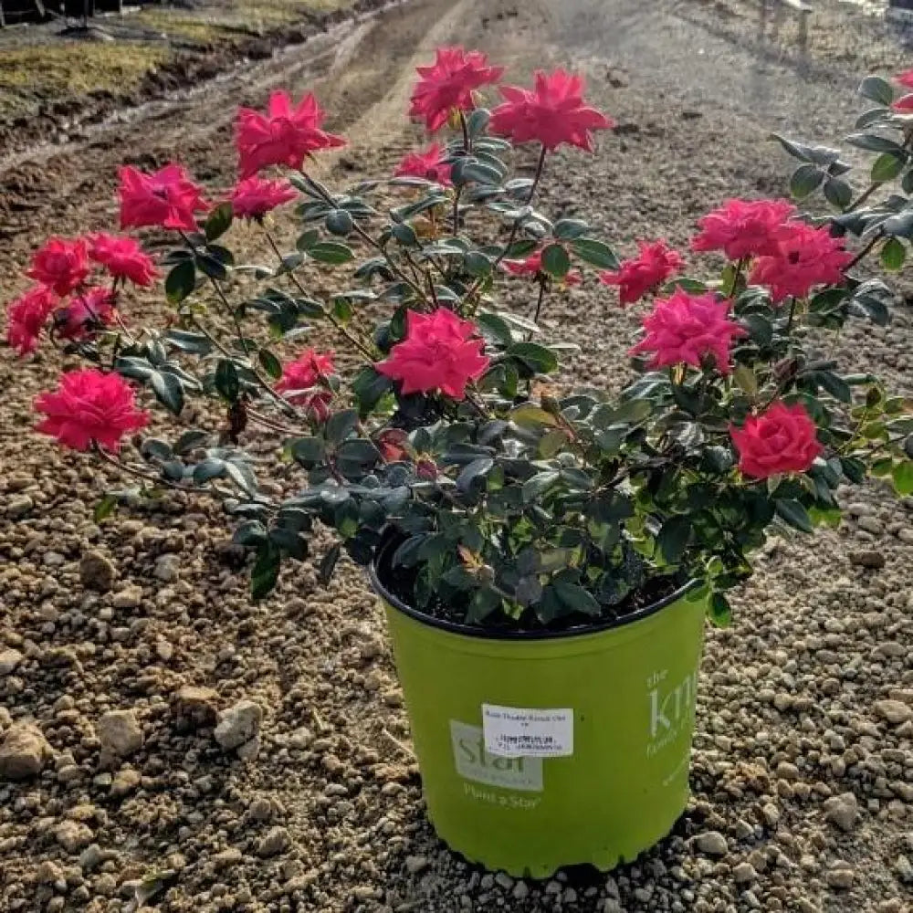 Double Knock Out® Rose Shrub