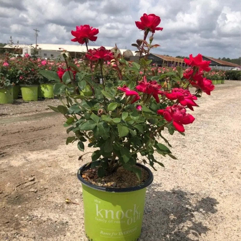Double Knock Out® Rose Shrub