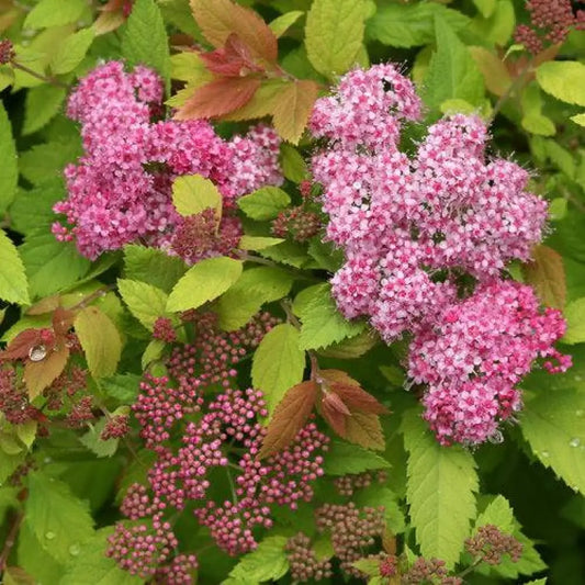 Double Play® Big Bang Spirea 3 GALLON Shrub