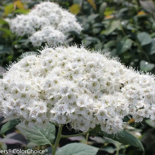 Double Play® Blue Kazoo Spirea 3 GALLON Shrub
