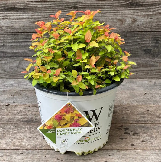 Double Play® Candy Corn® Spirea Shrub