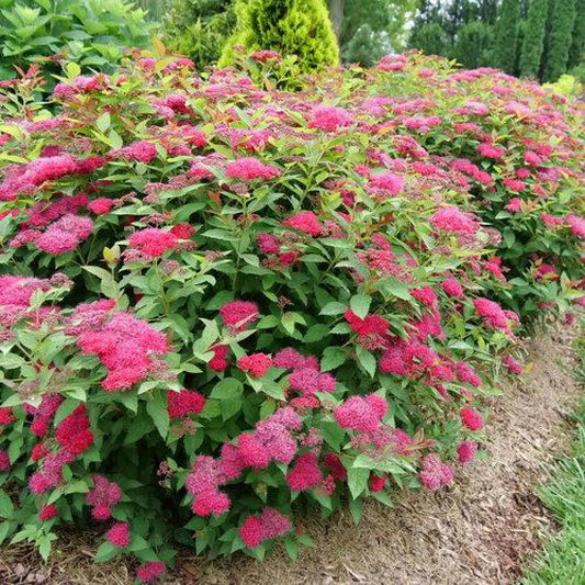 Double Play® Doozie Spirea 3 GALLON Shrub