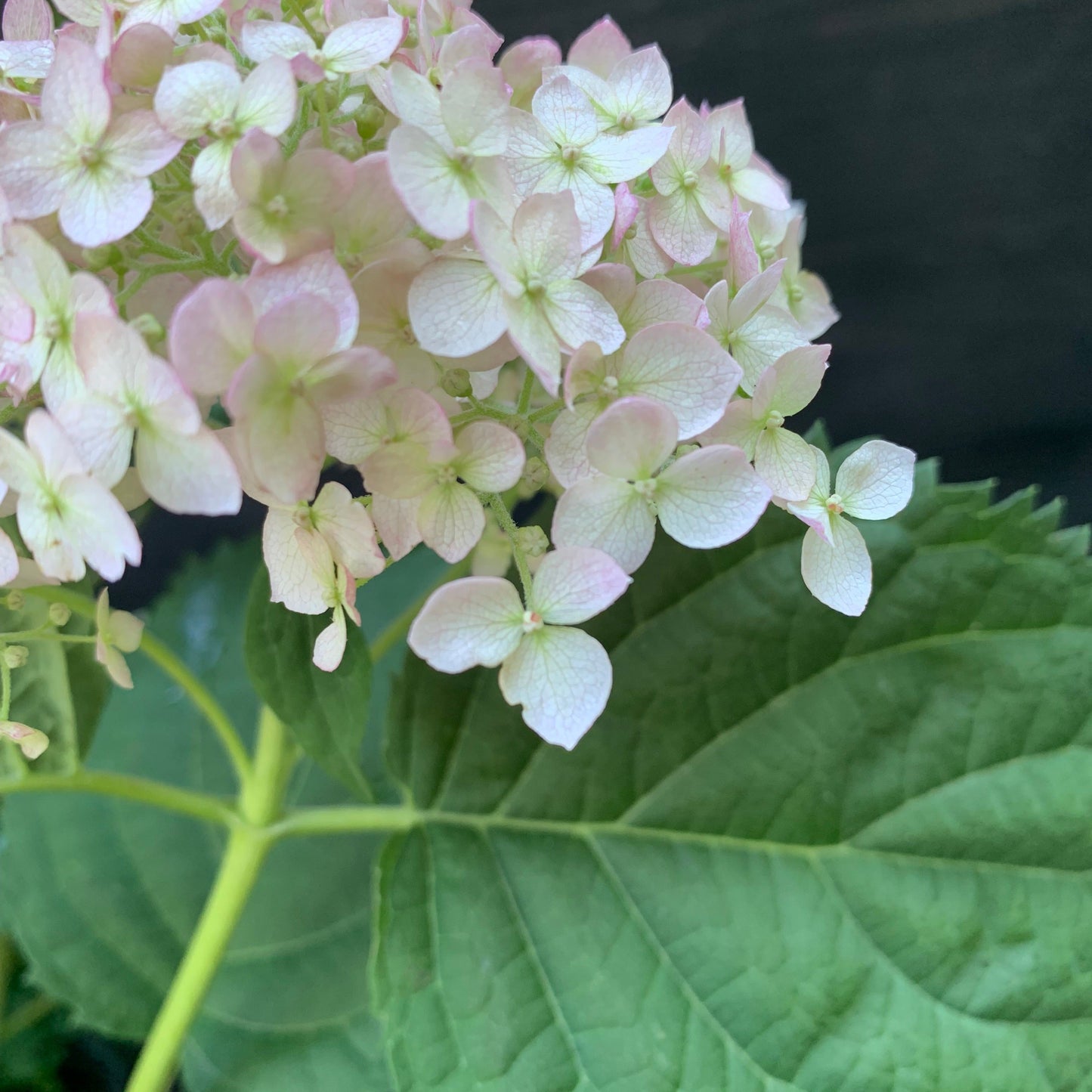 Invincibelle® Wee White Smooth Hydrangea