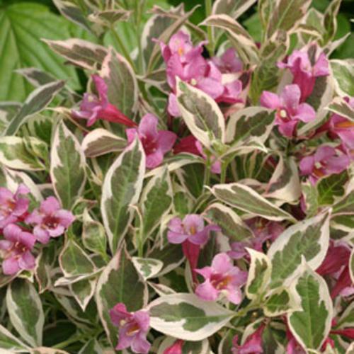 My Monet® Weigela