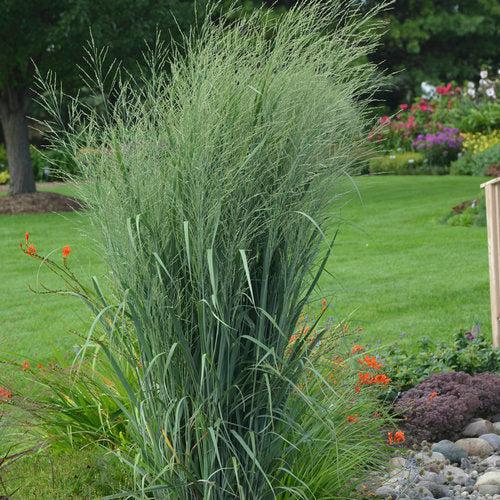 Prairie Winds® Totem Pole Switch Grass