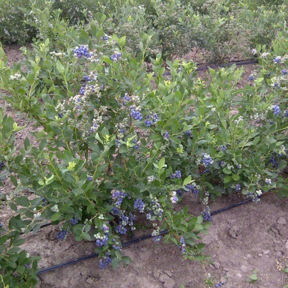 Duke Highbush Blueberry Shrub