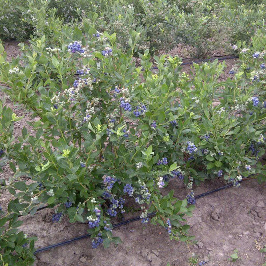 Duke Highbush Blueberry Shrub