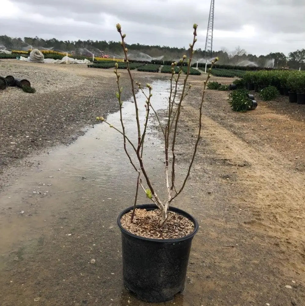 Duke Highbush Blueberry Shrub