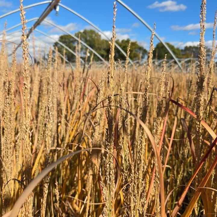 Panicum virgatum 'Blue Spear'  - Prairie Winds® Blue Spear Switch Grass