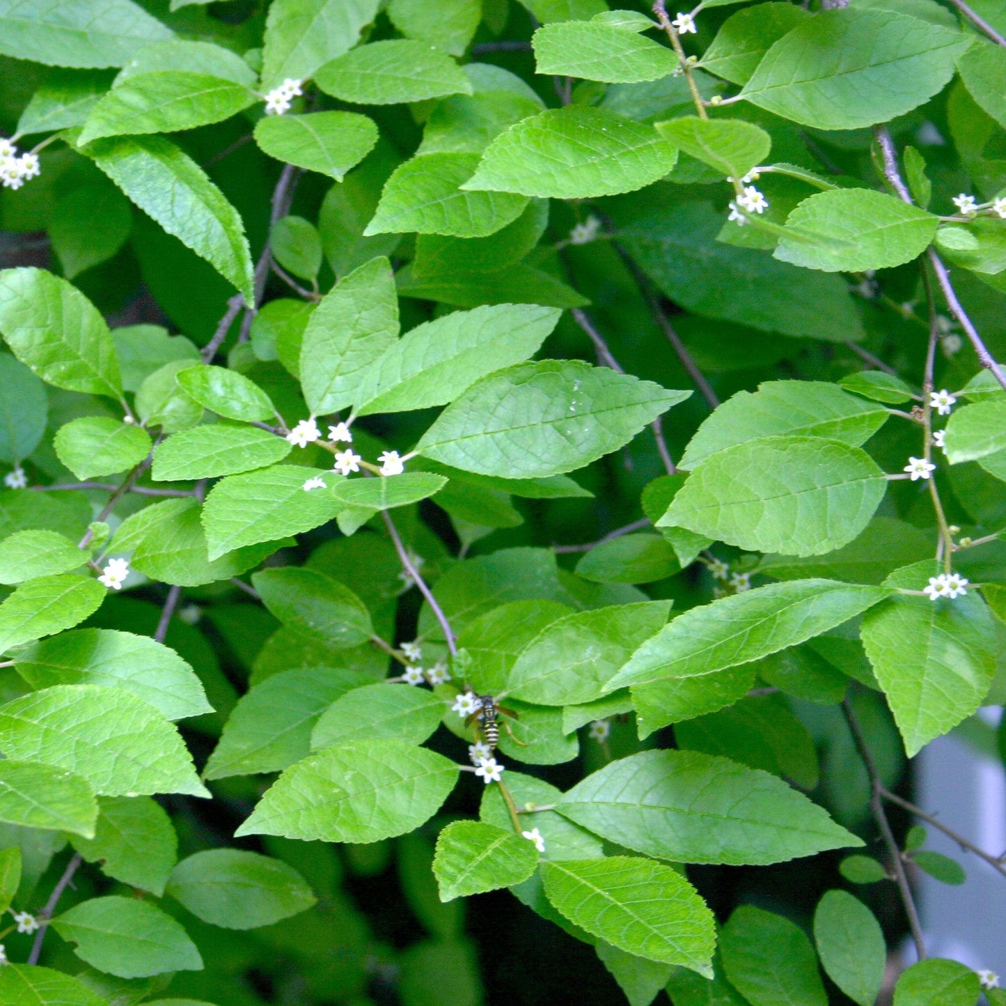 Ilex verticillata 'Jim Dandy'  - Jim Dandy Winterberry