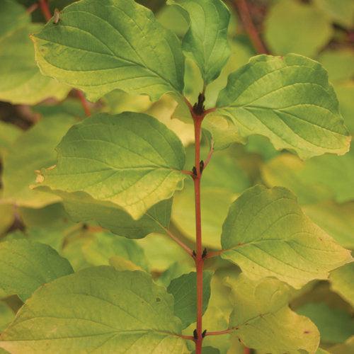 Arctic Sun® Dogwood