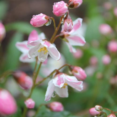 Yuki Cherry Blossom® Deutzia