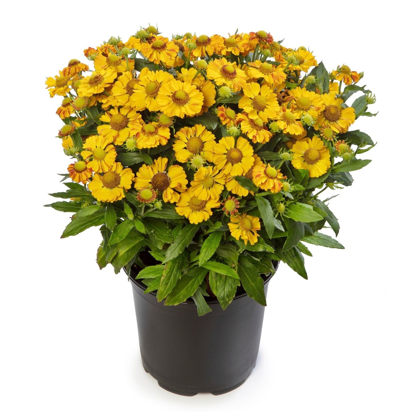 Helenium autumnale 'HayDay Gold Bicolor'  - HayDay™ Gold Bicolor Sneezeweed