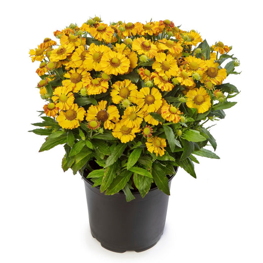 Helenium autumnale 'HayDay Gold Bicolor'  - HayDay™ Gold Bicolor Sneezeweed