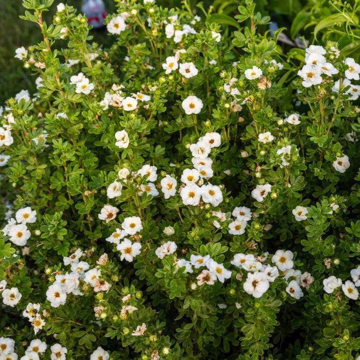 Potentilla fruticosa 'Bailbrule'  - First Editions® Creme Brulee™ Potentilla