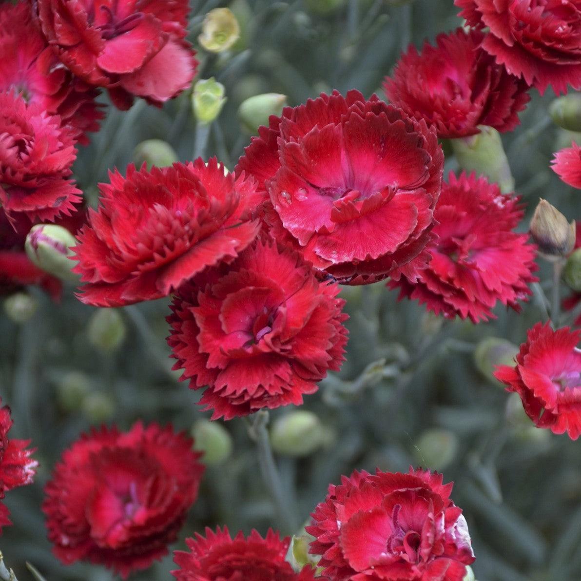 Dianthus 'Electric Red'  - Pretty Poppers™ Electric Red Dianthus