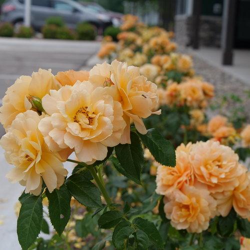 Proven Winners® Color Choice® At Last® Rose