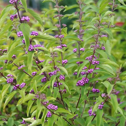 Early Amethyst Beautyberry 3 GALLON Shrub