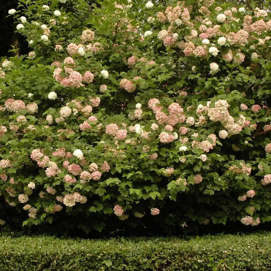 Eastern Snowball 3 GALLON Shrub