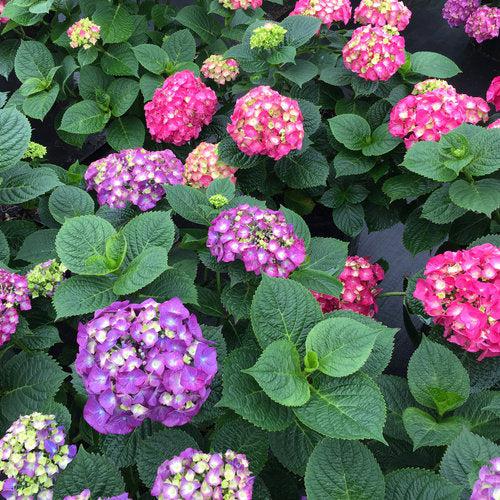 Let's Dance® Big Band® Hydrangea