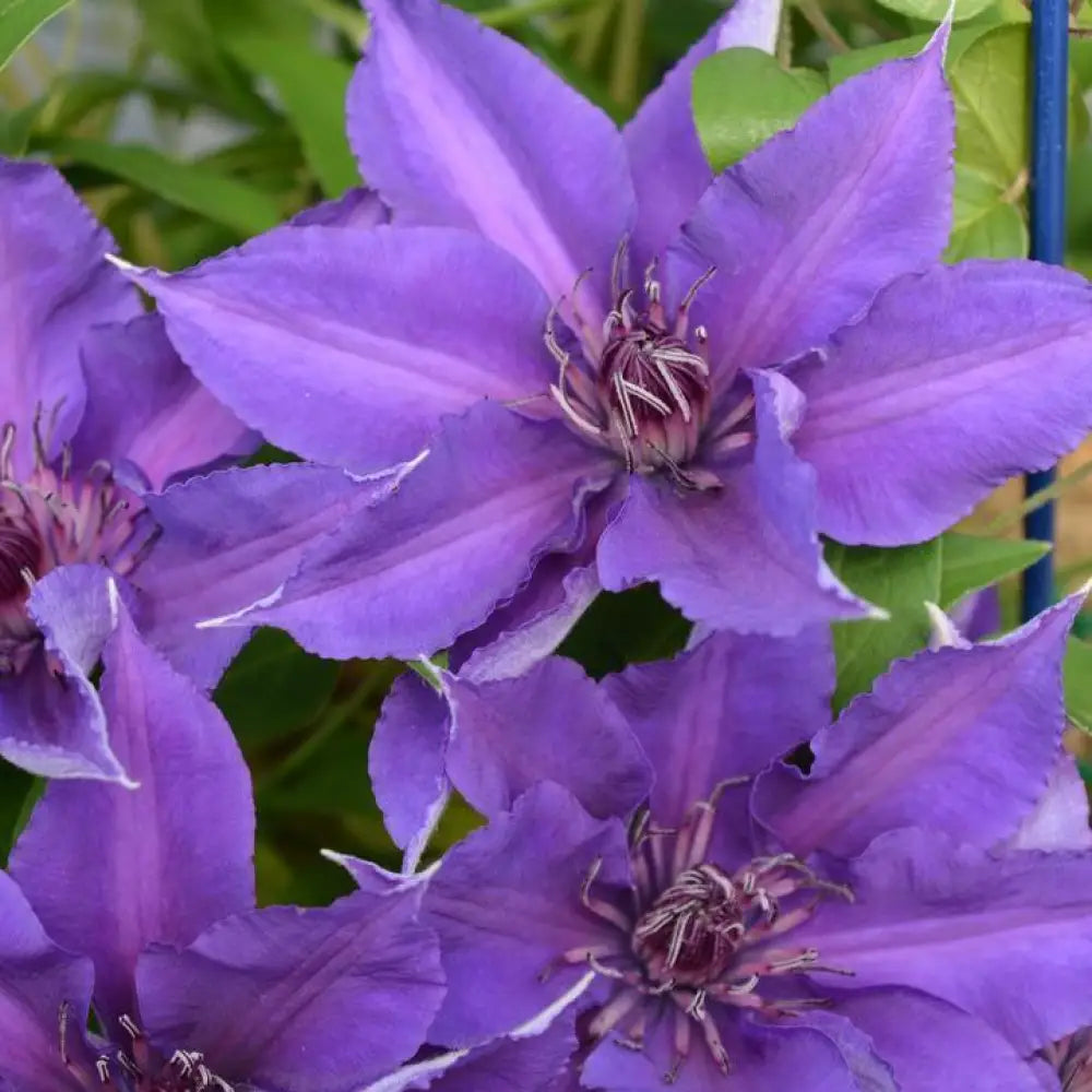 Edda™ Clematis 8’’ POT Vine