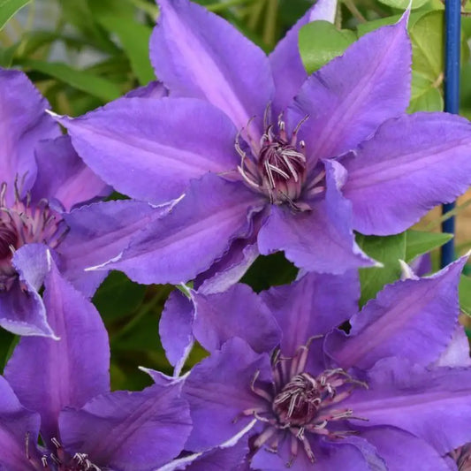 Edda™ Clematis 8’’ POT Vine